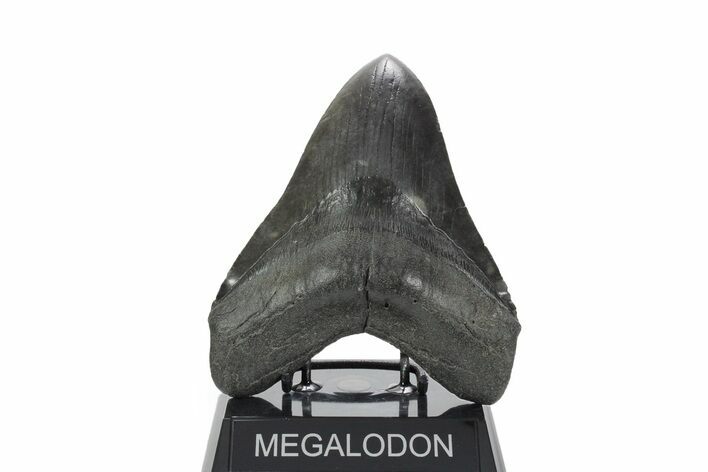 Huge Fossil Megalodon Tooth - South Carolina #353106